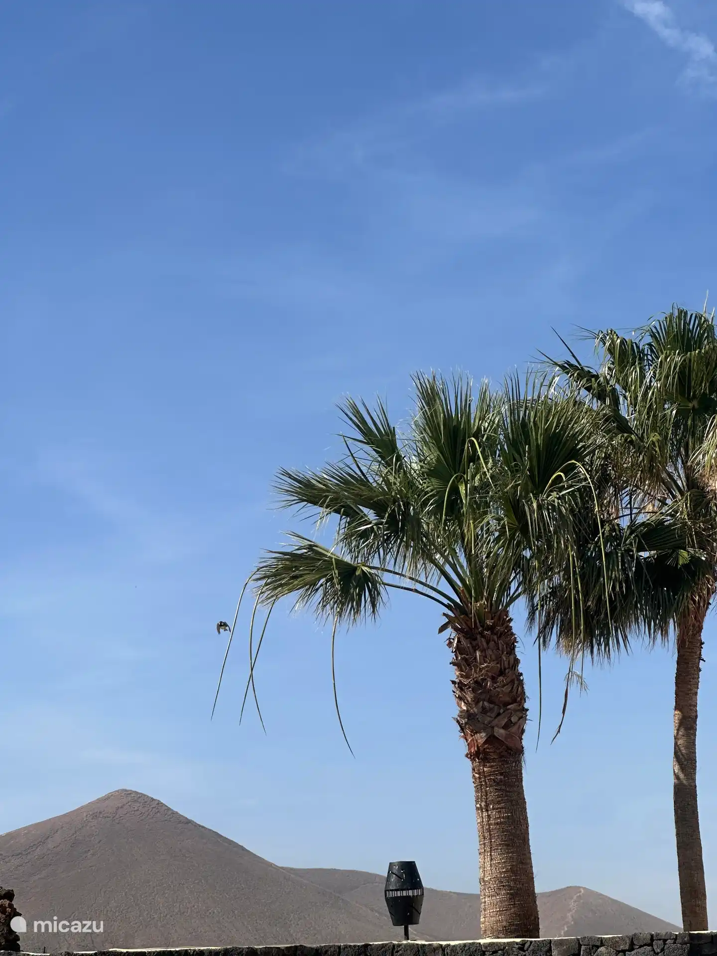 Volcán Tineguache y nuestras palmeras