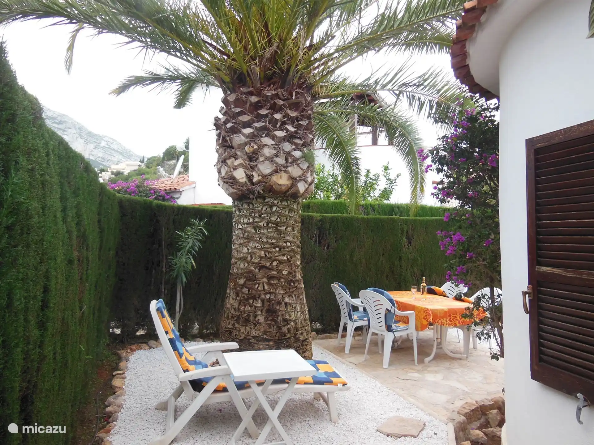 Jardin avec son propre palmier, comme cela peut être confortable
