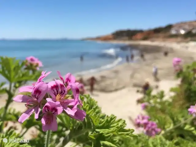 Location de Vacances Espagne, Costa Blanca, Orihuela Costa, appartement - Casa Up Plage de la mer