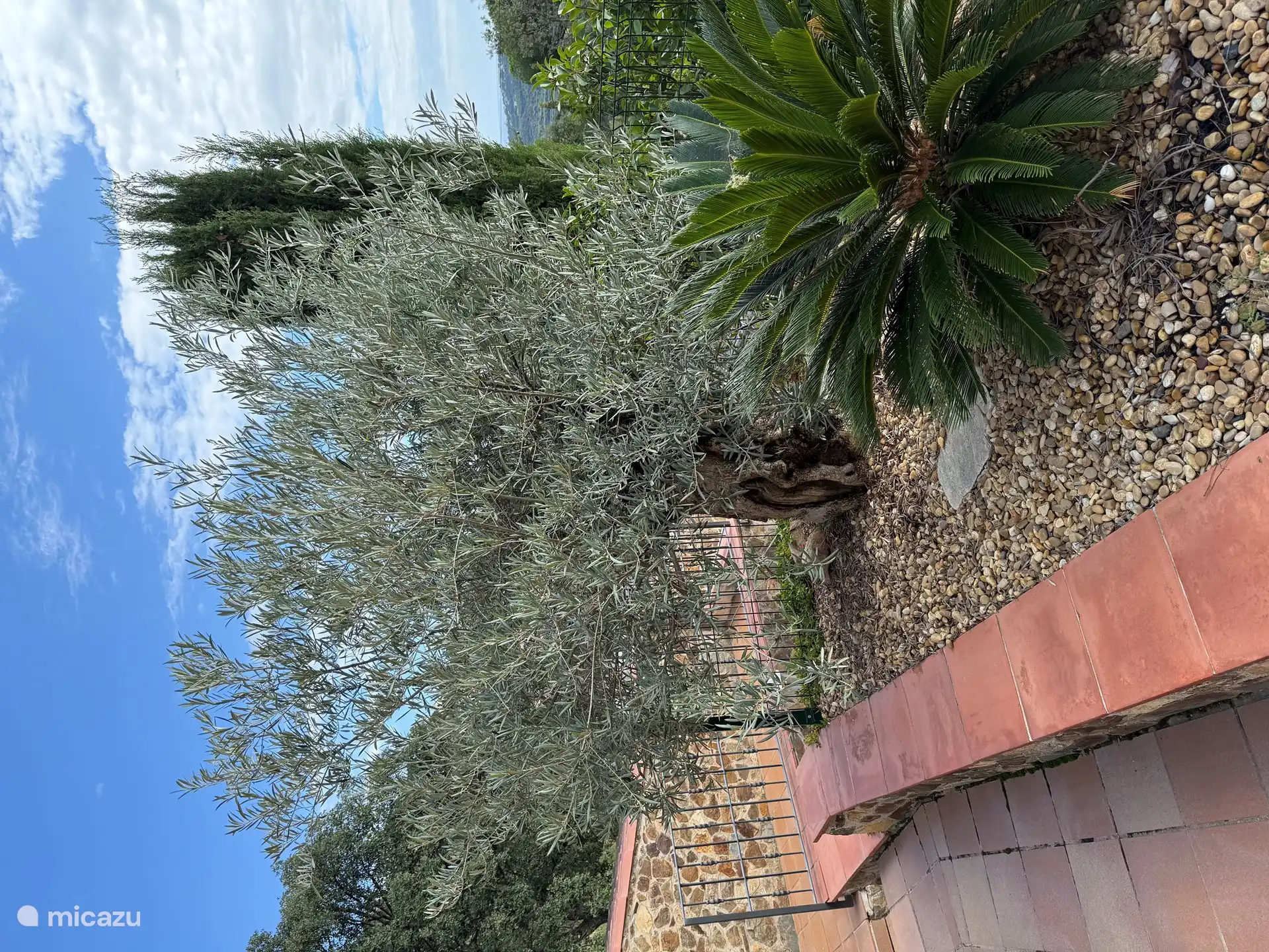 Unser schöner großer Olivenbaum 