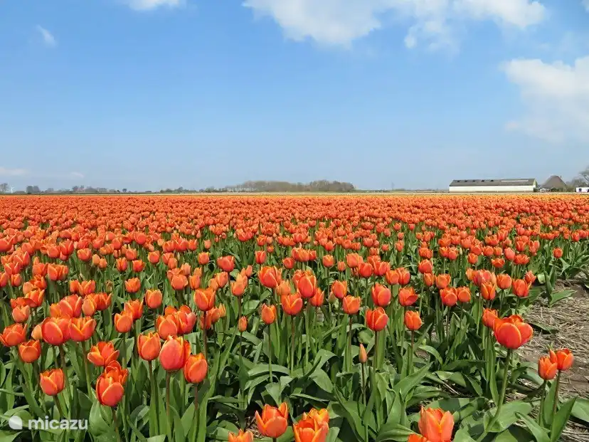 tulpen