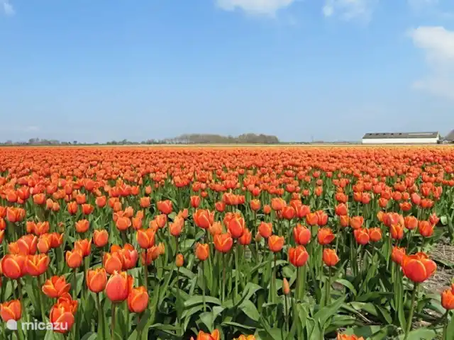 Strandparel 212 | Pays-Bas, Hollande du Nord, Julianadorp aan Zee - bungalow