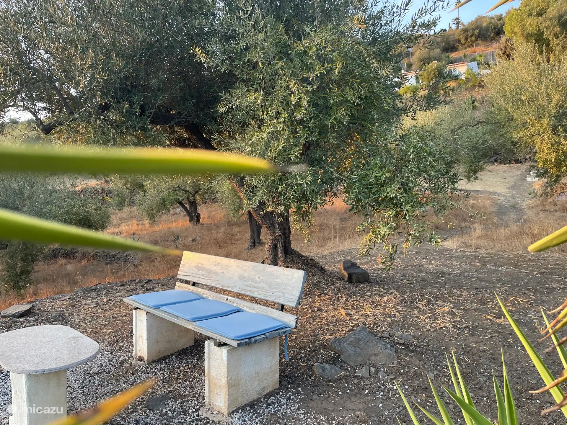 Blick vom Garten mit Olivenbäumen auf die Casa
