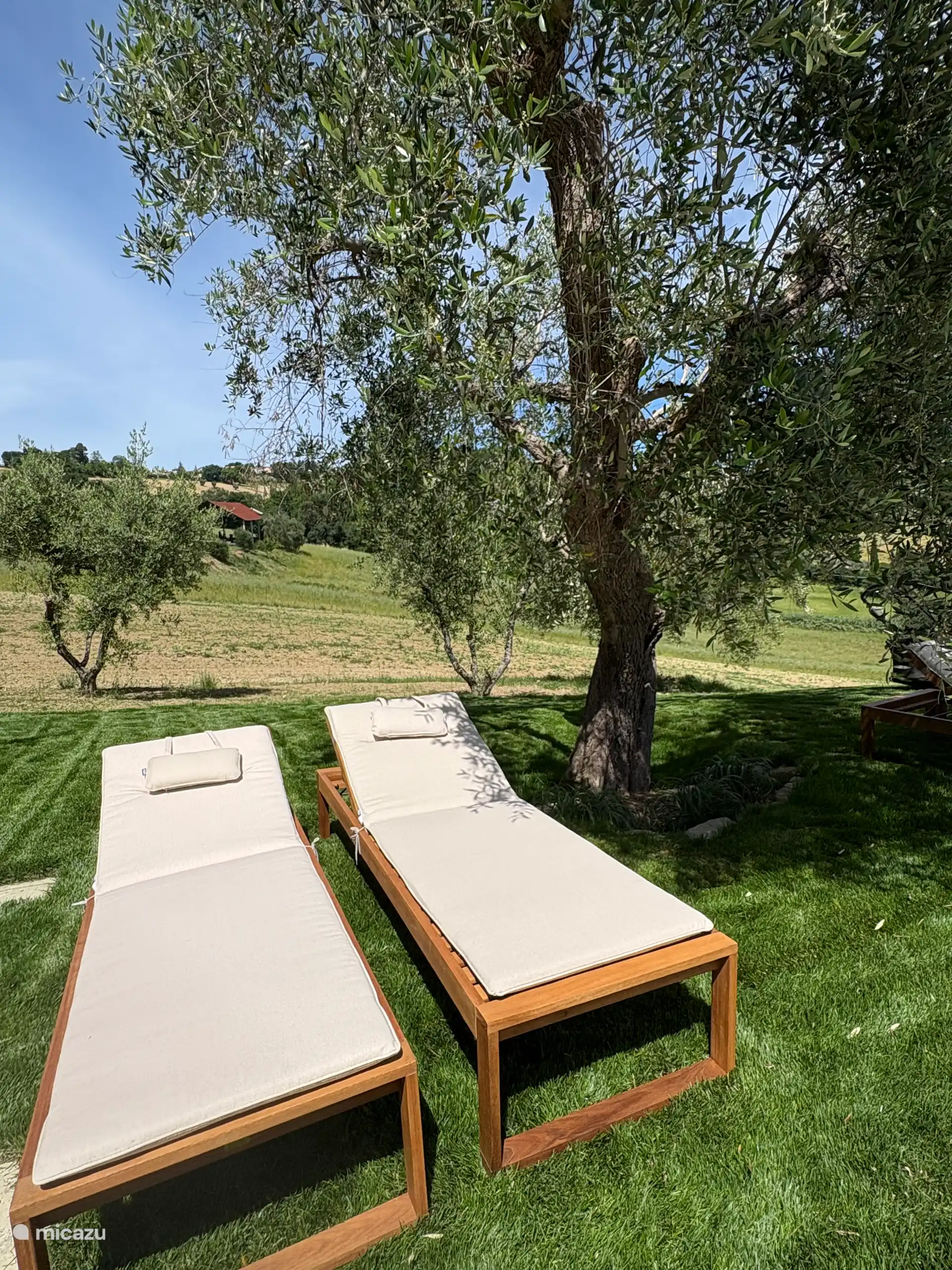 Kannst du dir schon vorstellen, unter dem Olivenbaum am Pool zu liegen?