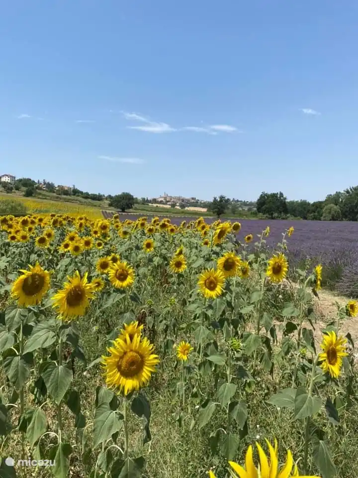 Sonnenblumen und Lavendel färben die Landschaft. Im Sommer können Sie ein Picknick auf dem Lavendelfeld machen.