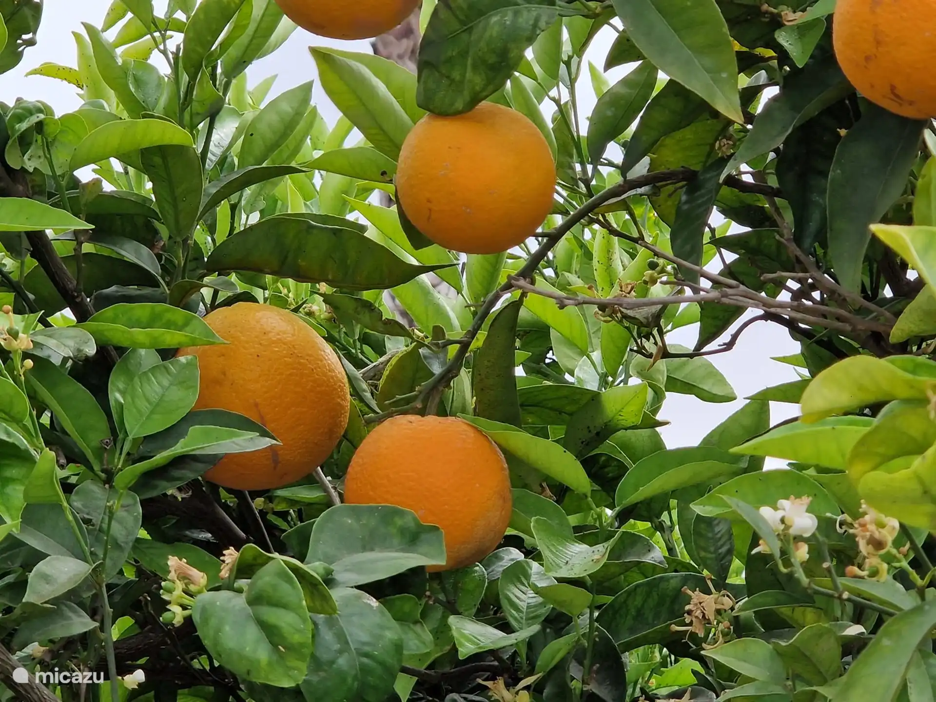 In the area you will find many orange trees and lemon trees.