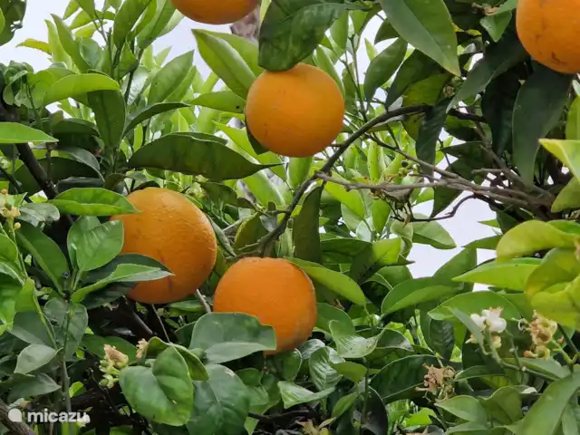 Casa van der Horst | Espagne, Costa Blanca, Dehesa de Campoamor - appartement Dans la région, vous trouverez de nombreux orangers et citronniers.