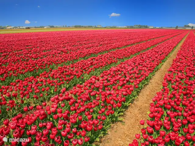 Zout Hout | Pays-Bas, Hollande du Nord, Egmond-Binnen - maison de vacances Champs de tulipes