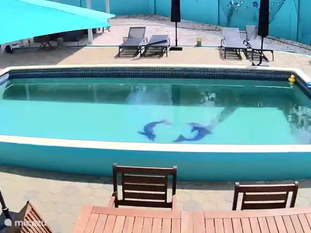 Villa Turquesa Curaçao en Curazao, Banda Arriba (este), Montaña Abou - villa Amplia piscina con hamacas y tumbonas.