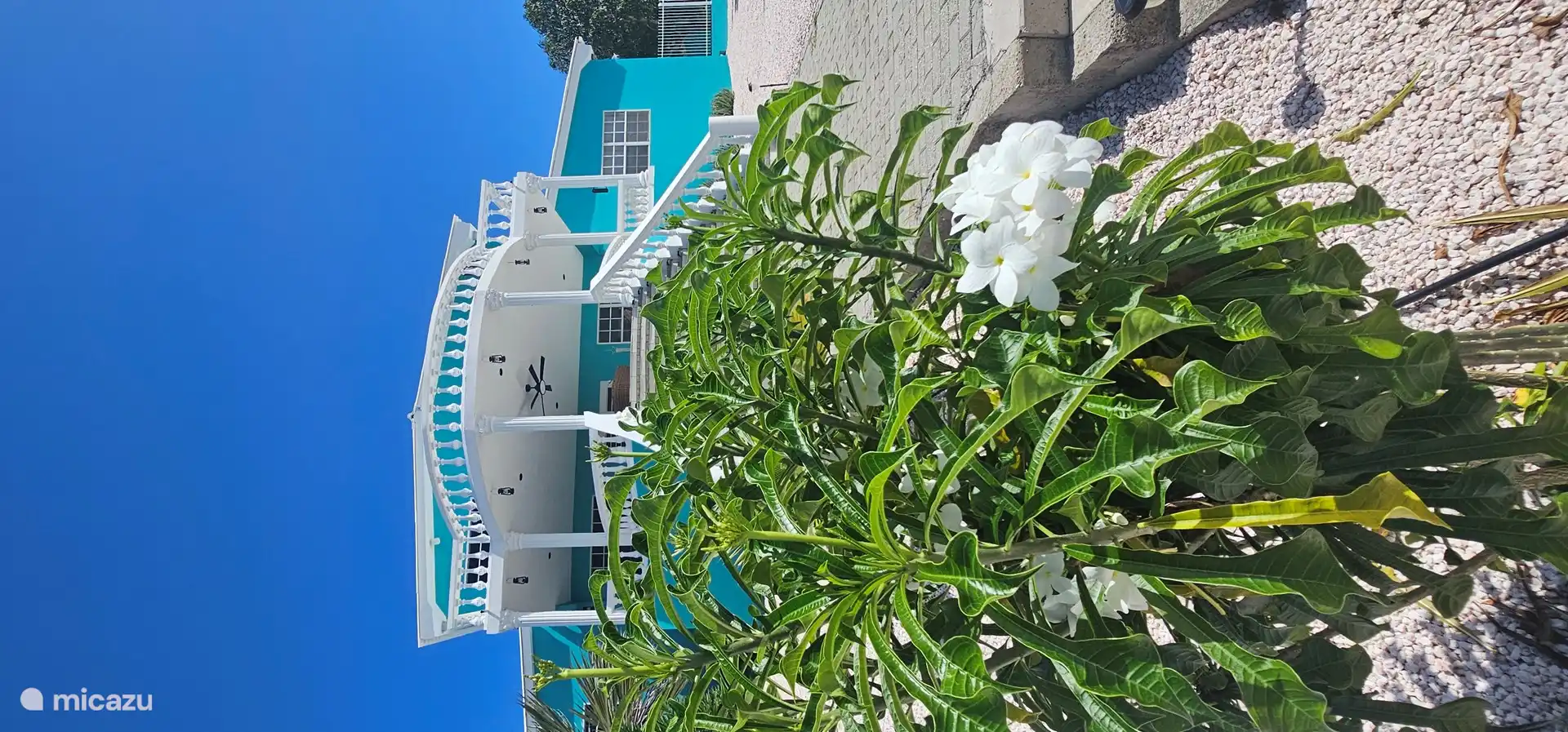 Beautiful bloomers in the garden