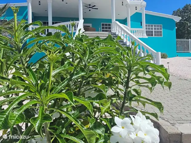 Villa Turquesa Curaçao en Curazao, Banda Arriba (este), Montaña Abou - villa Hermosos bombachos en el jardín