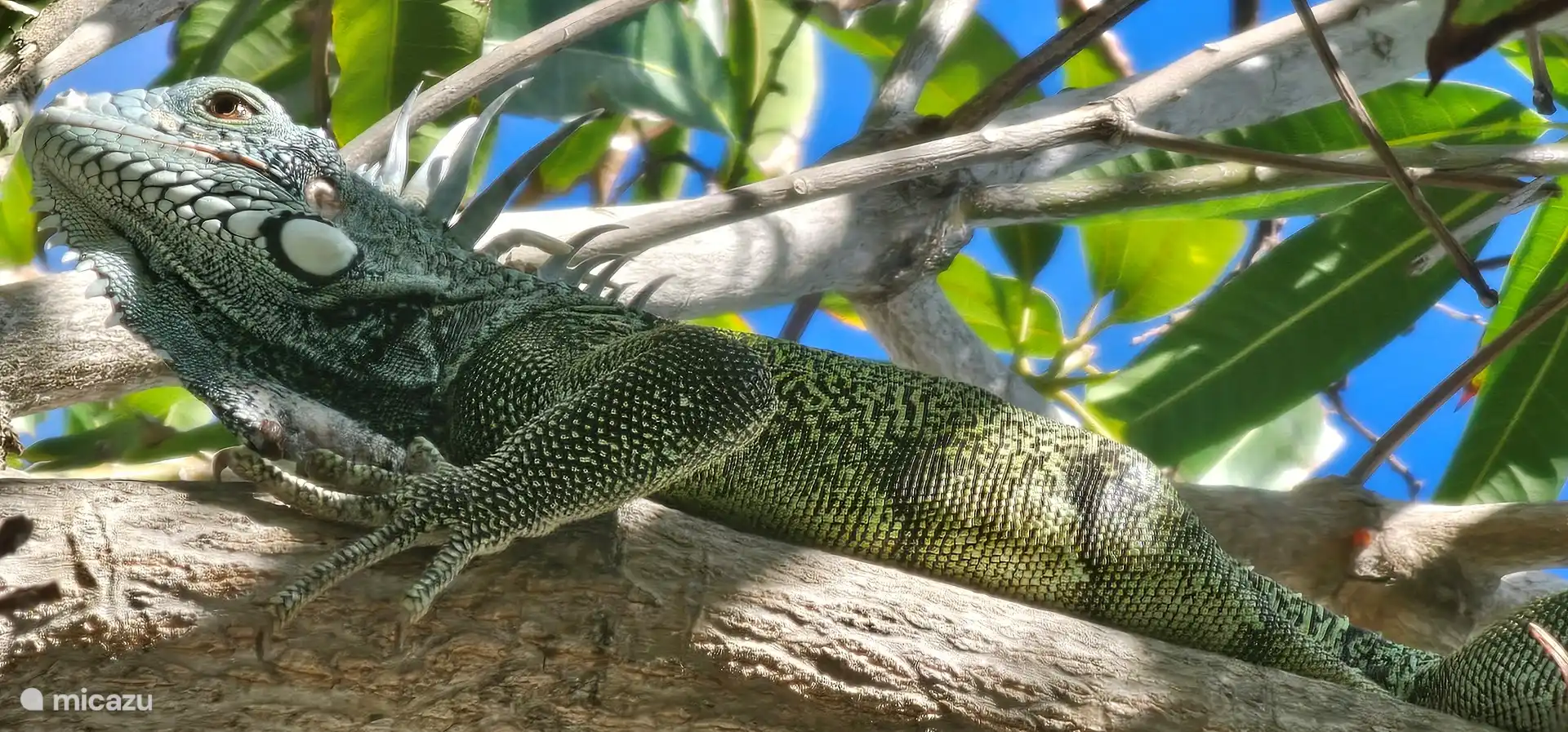 Iguana in the mango tree