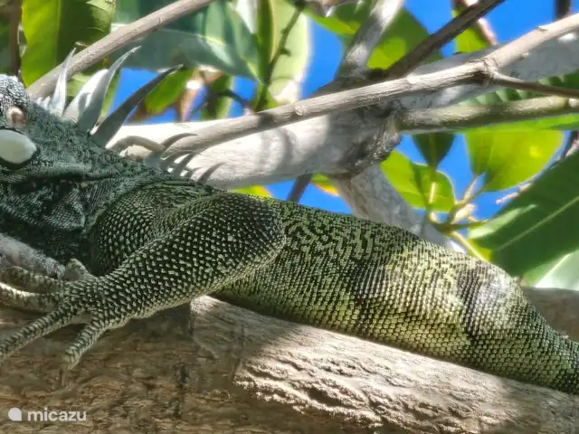 Villa Turquesa Curaçao en Curazao, Banda Arriba (este), Montaña Abou - villa Iguana en el árbol de mango
