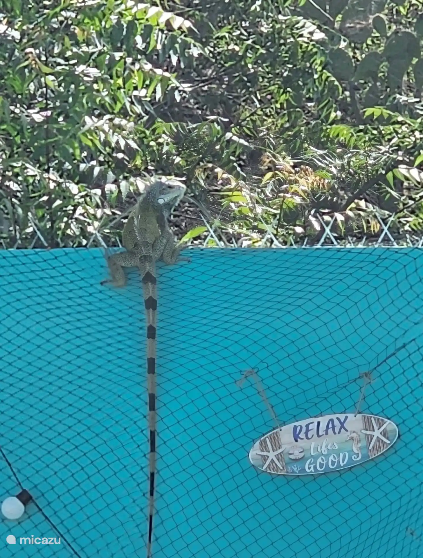 Iguana on the wall
