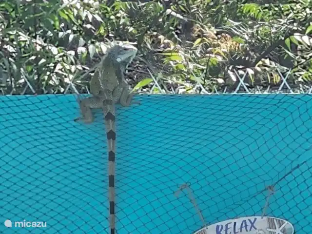 Villa Turquesa Curaçao en Curazao, Banda Arriba (este), Montaña Abou - villa Iguana en la pared