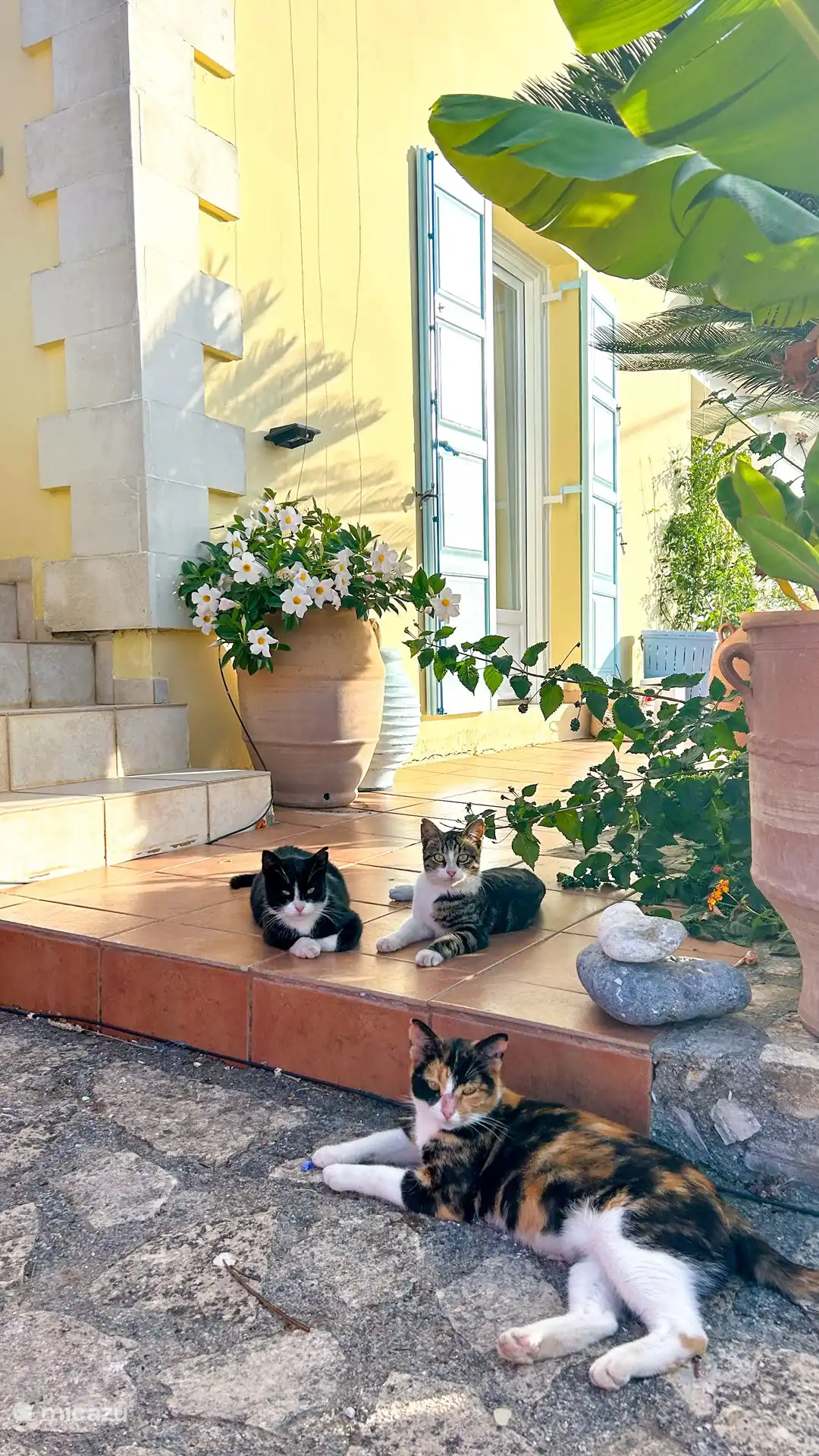 No Crete without the neighborhood cats...