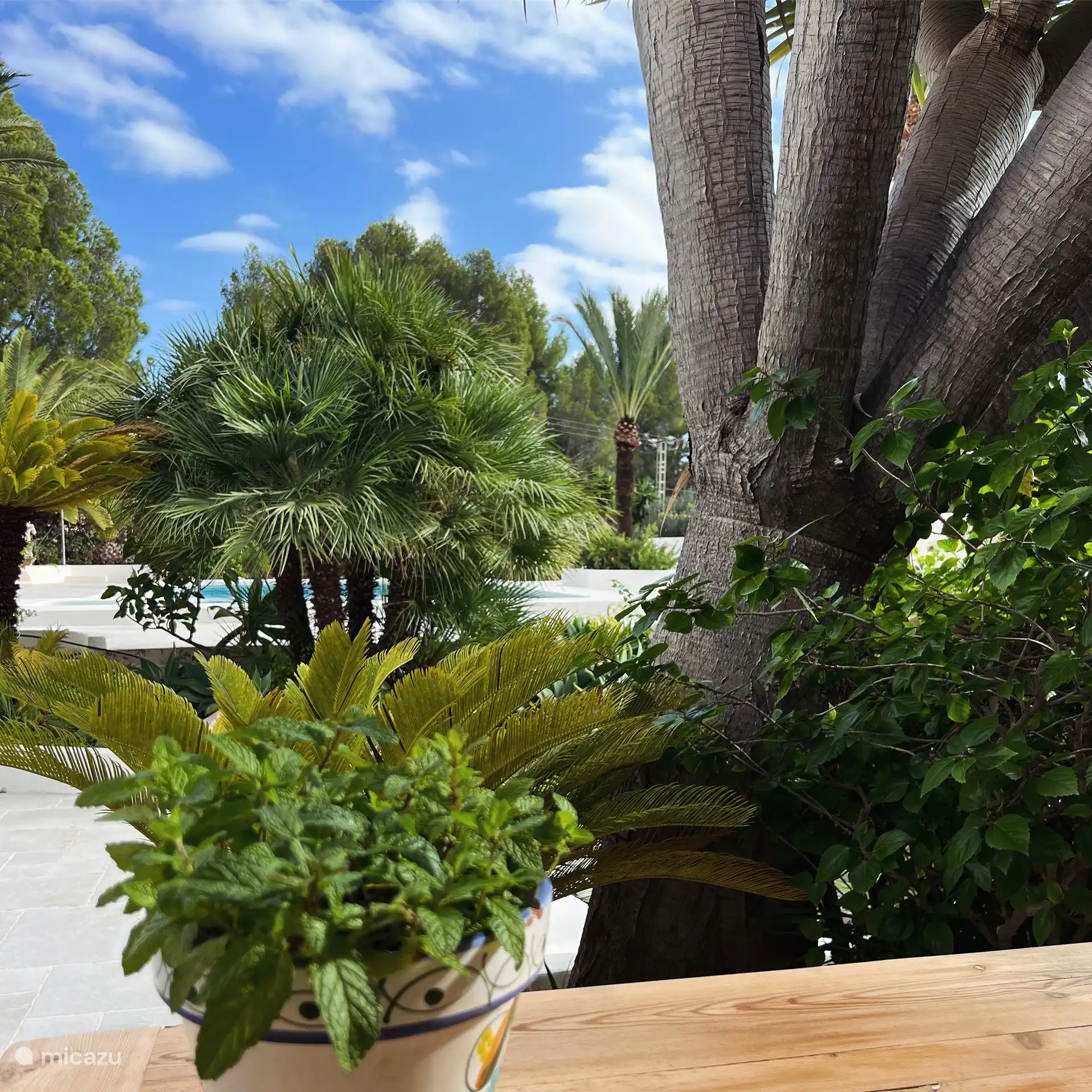 Blick von der Außenküche auf den Pool