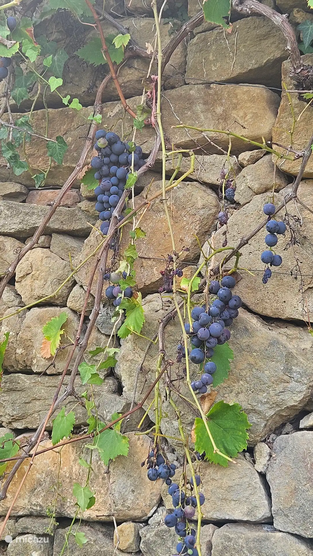 Tuin