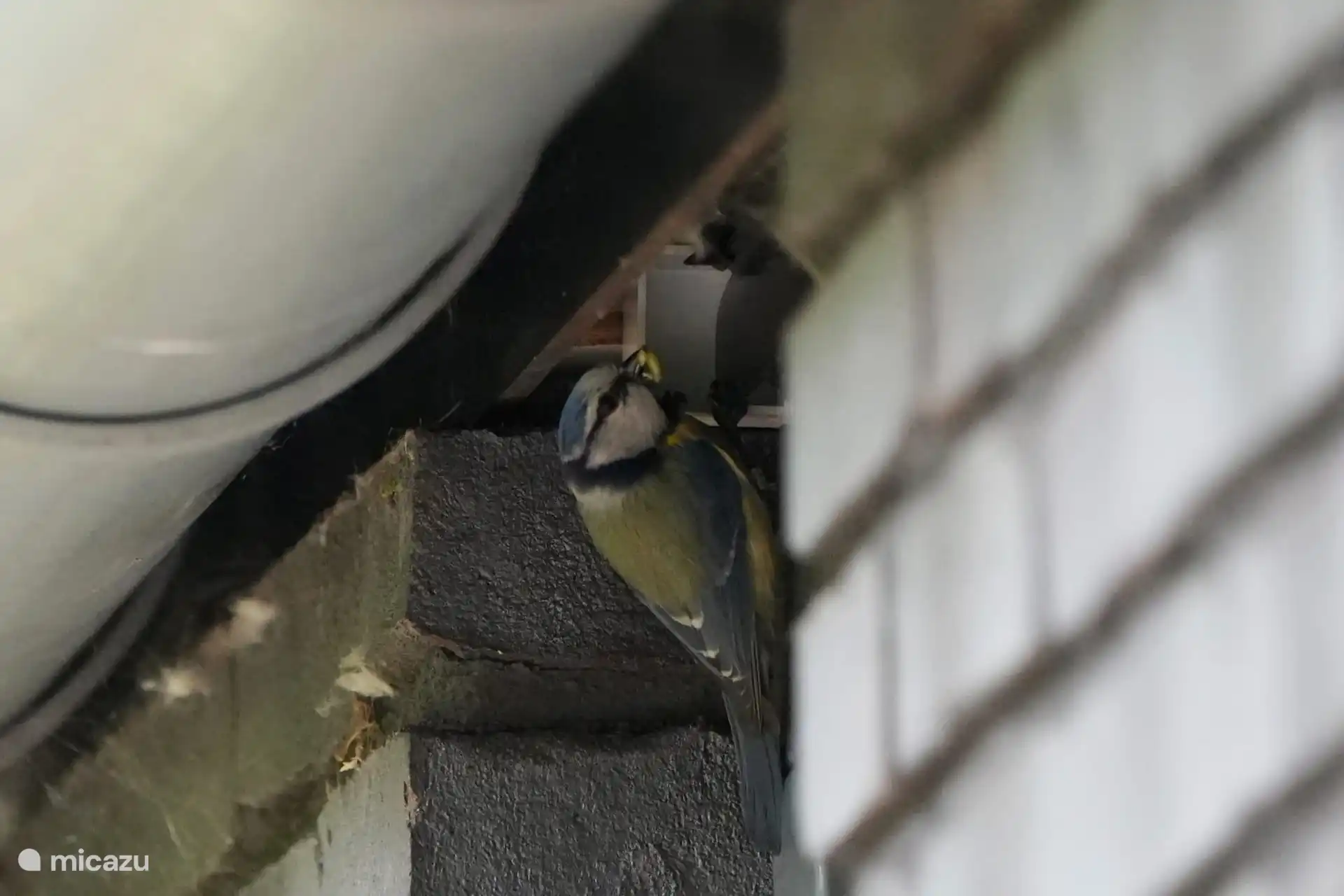 Ein Kohlmädchen hatte sich unsere Dachrinne für sein Nest ausgesucht