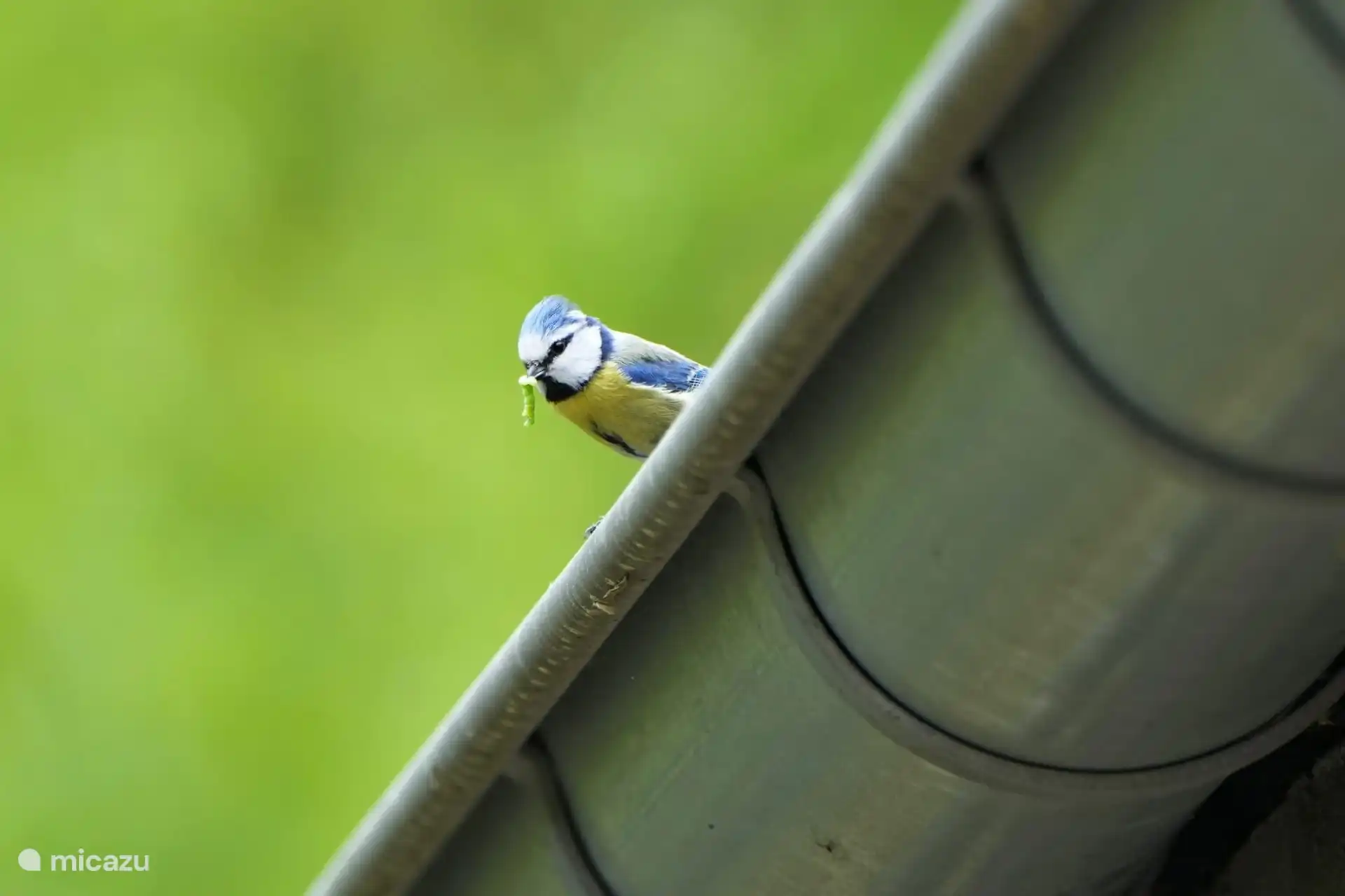 Kohlmädchen mit Wurm