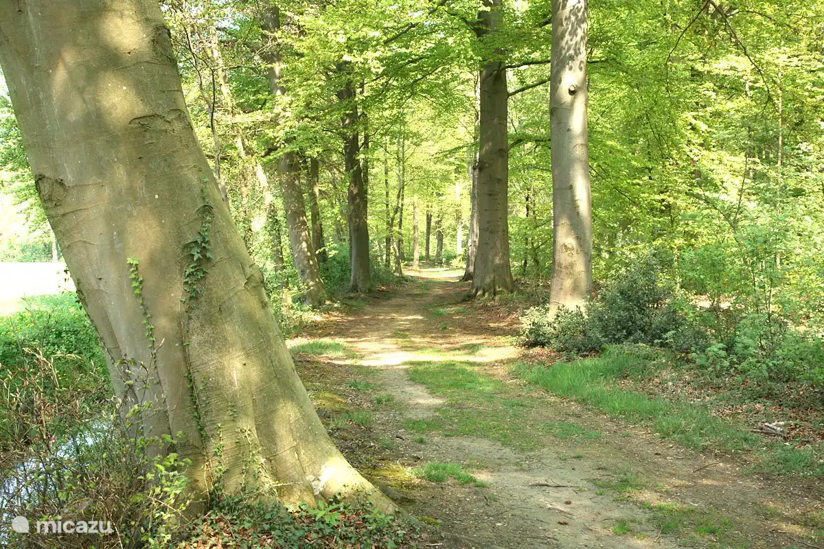 Forststraße ab dem Bosatelier