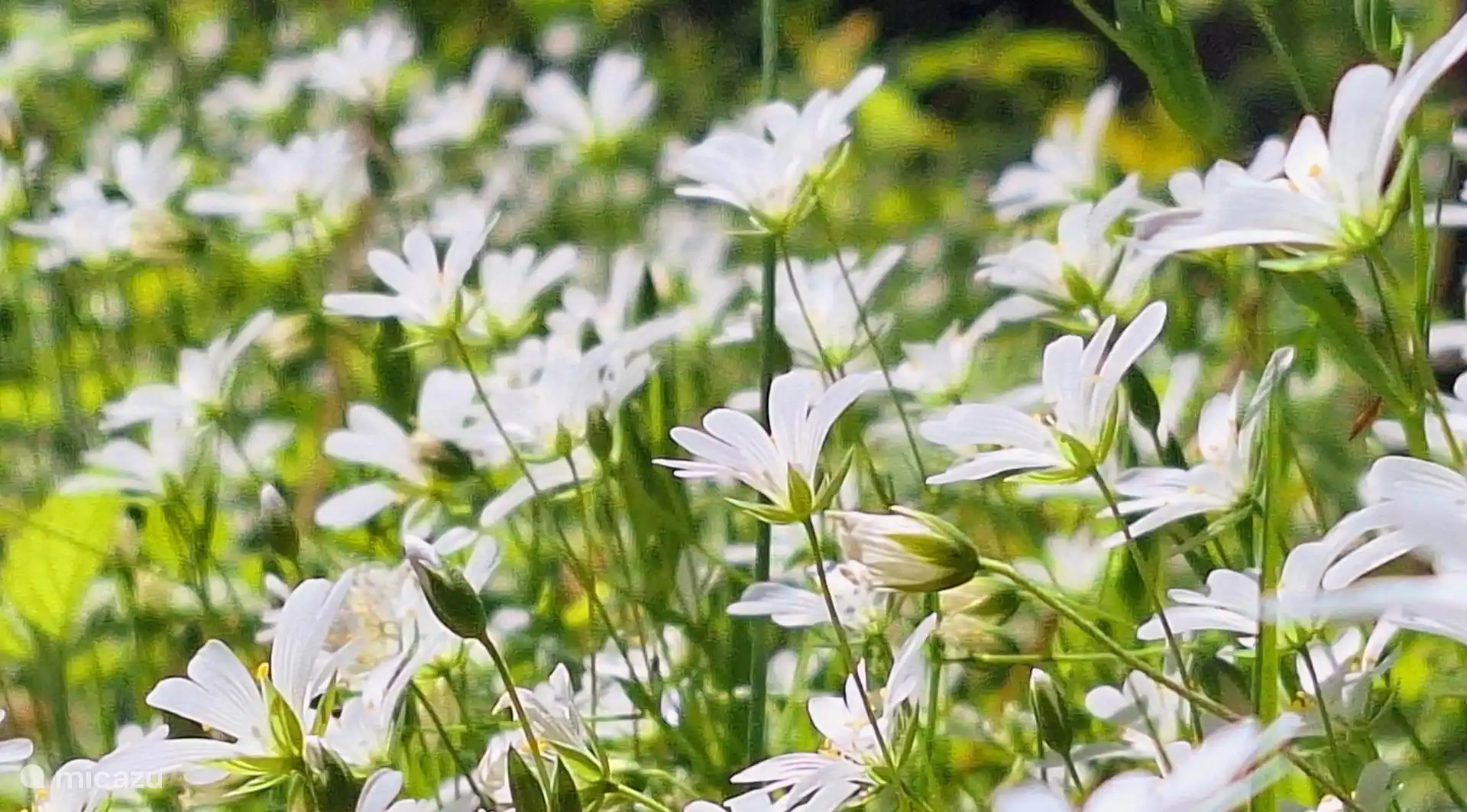 rund um das Bosatelier