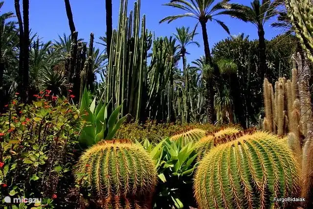 Elche est la capitale des palmiers. 