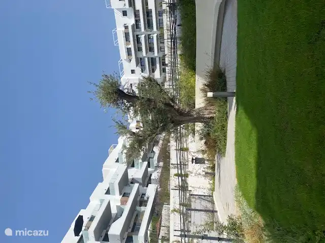 Ce bel olivier a reçu un bel emplacement.