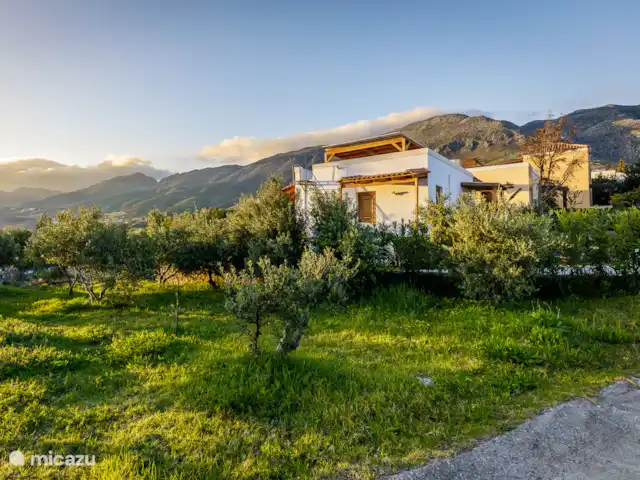 Lefkomyrto | Grèce, Crète, Lefkogia - maison de vacances Le jardin à côté de la terrasse avec des oliviers