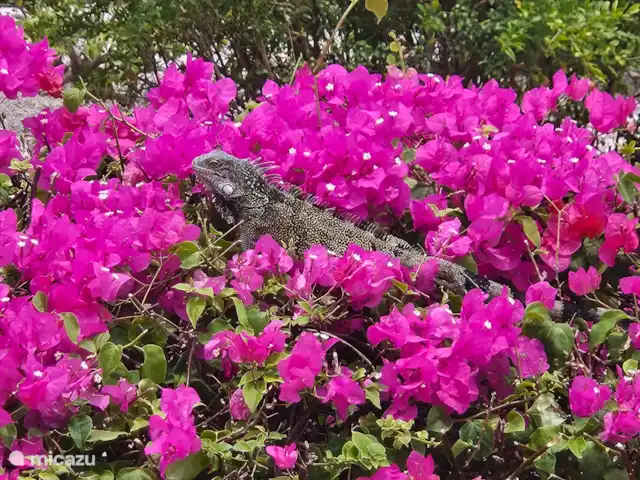 Villa Karawara en Curazao, Bandabou (oeste), Cas Abao - casa vacacional Iguana