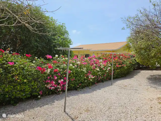 Villa Karawara en Curazao, Bandabou (oeste), Cas Abao - casa vacacional Jardín con tendedero
