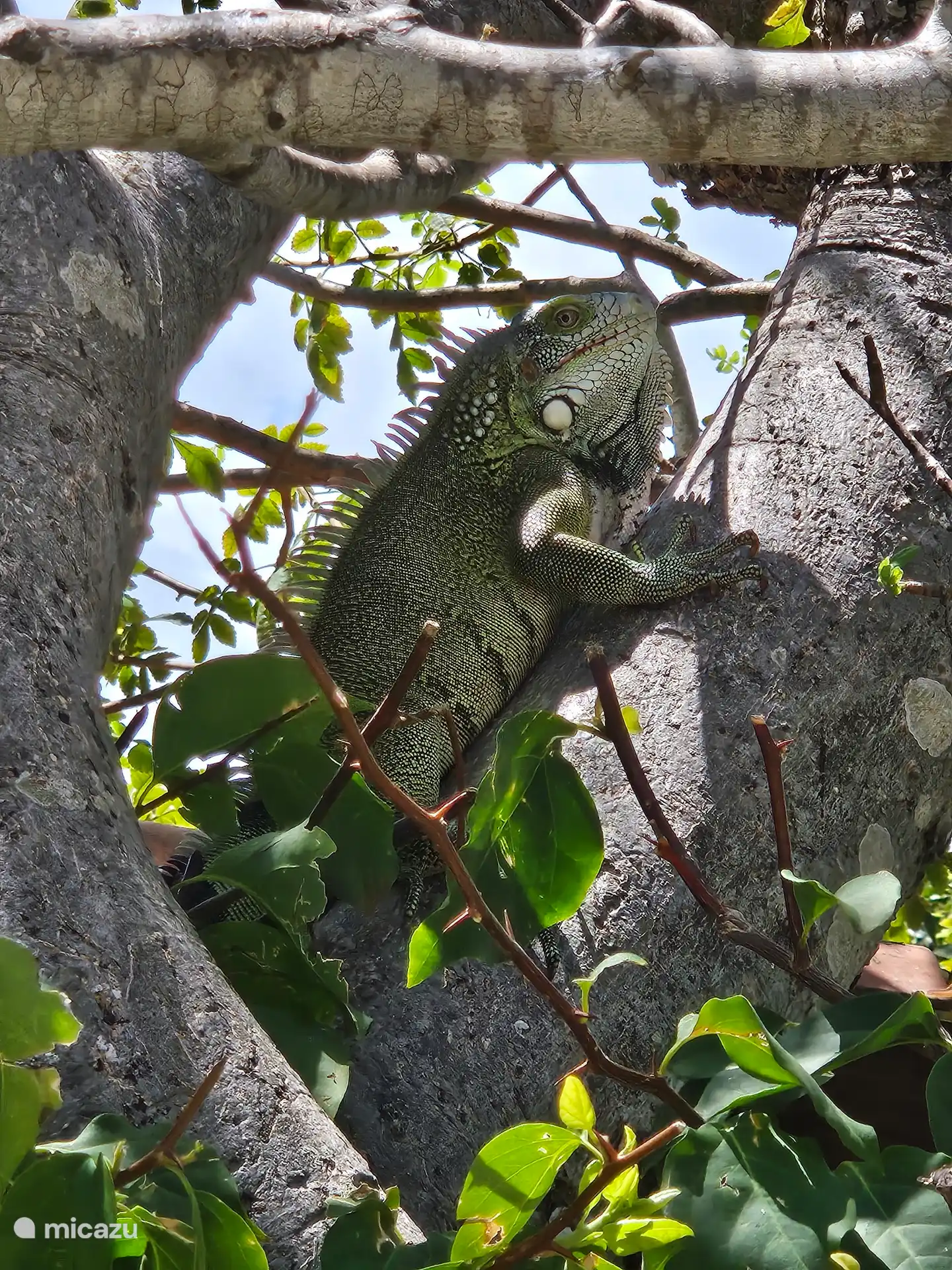 Leguan
