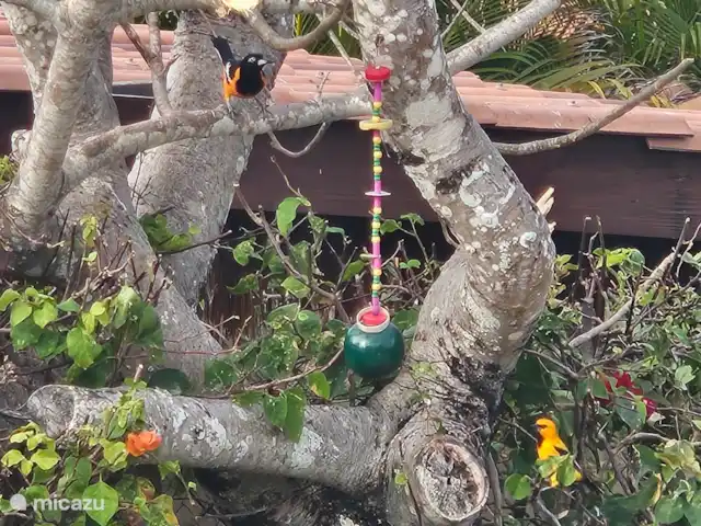 Villa Karawara en Curazao, Bandabou (oeste), Cas Abao - casa vacacional Comedero para aves