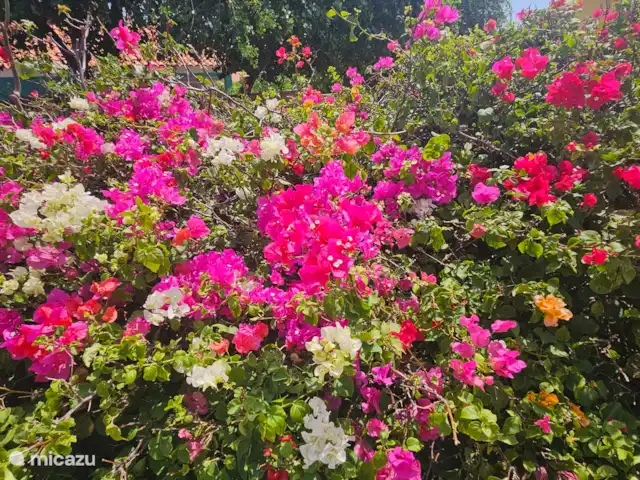 Villa Karawara en Curazao, Bandabou (oeste), Cas Abao - casa vacacional Buganvilla