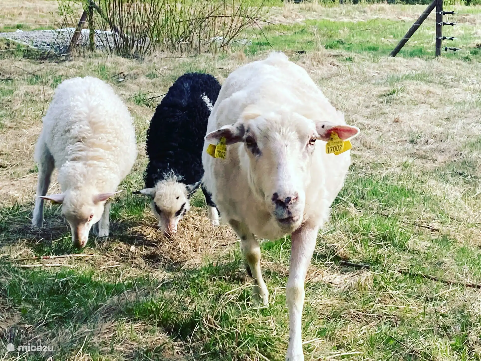 Unsere Schafe, Värmlands Skog får.