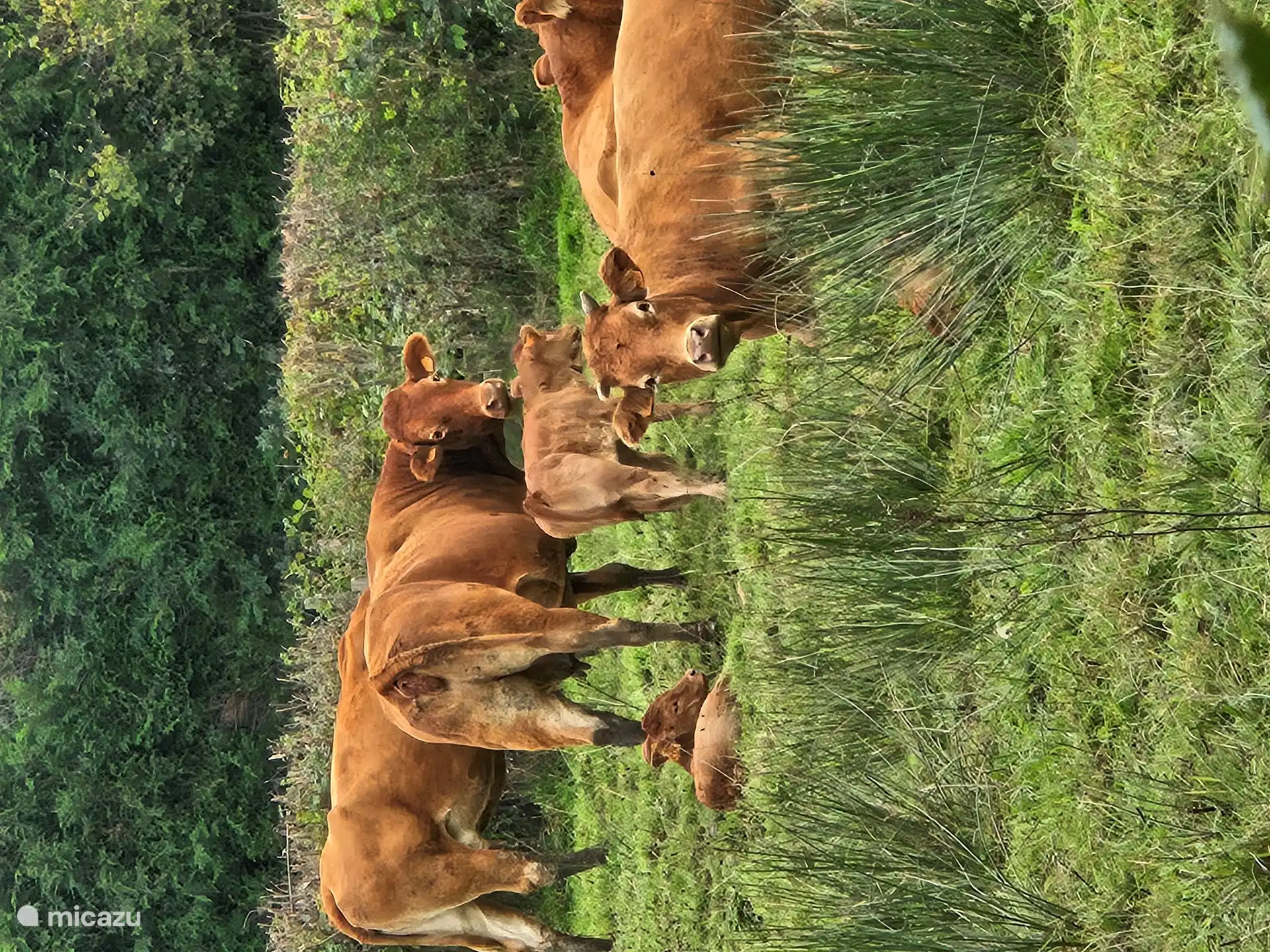 Ihre neugierigen Nachbarn
