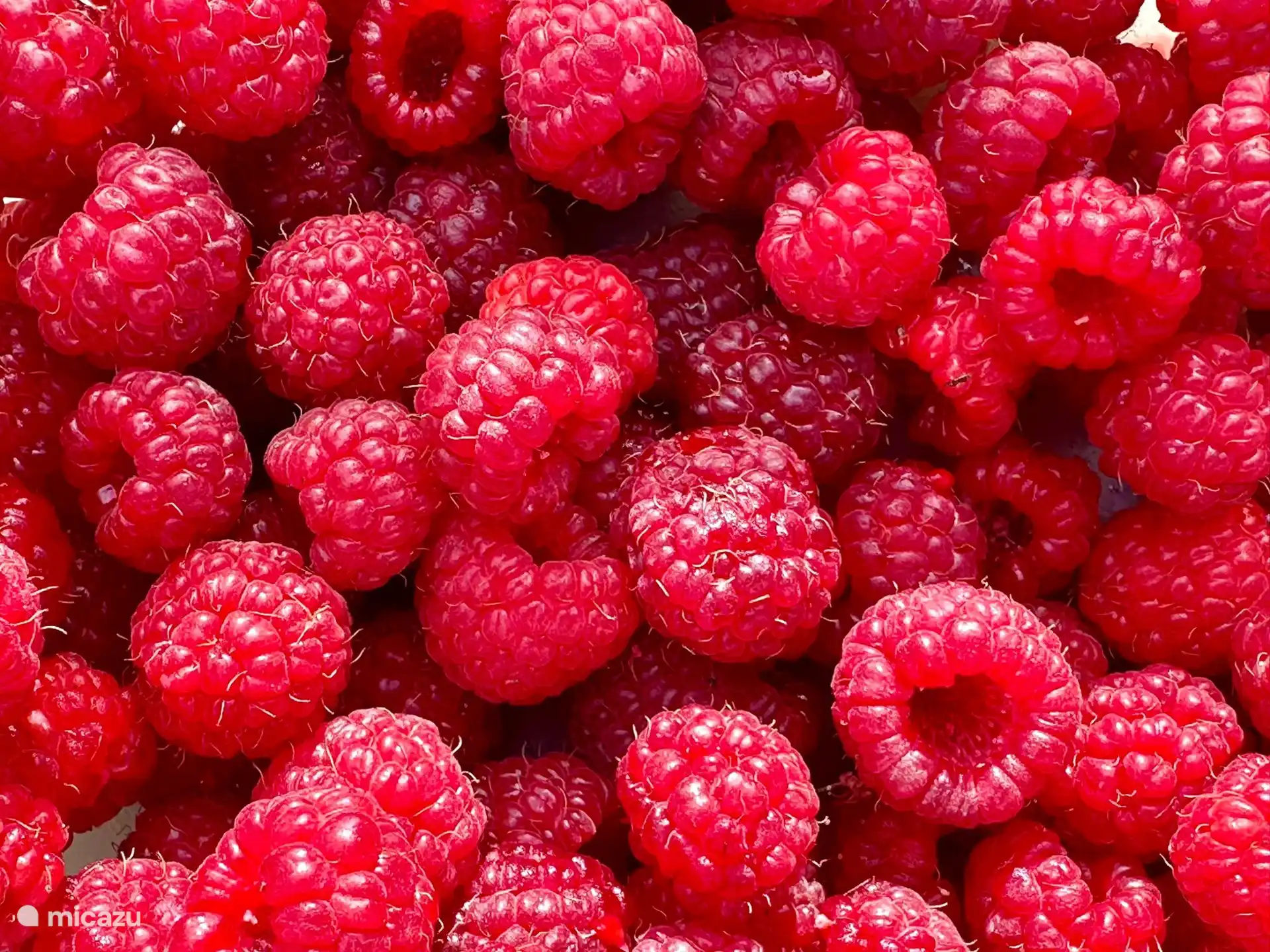 Direkt aus unserem Garten. Sie können auch alles verwenden, was Sie im Gemüsegarten finden können.