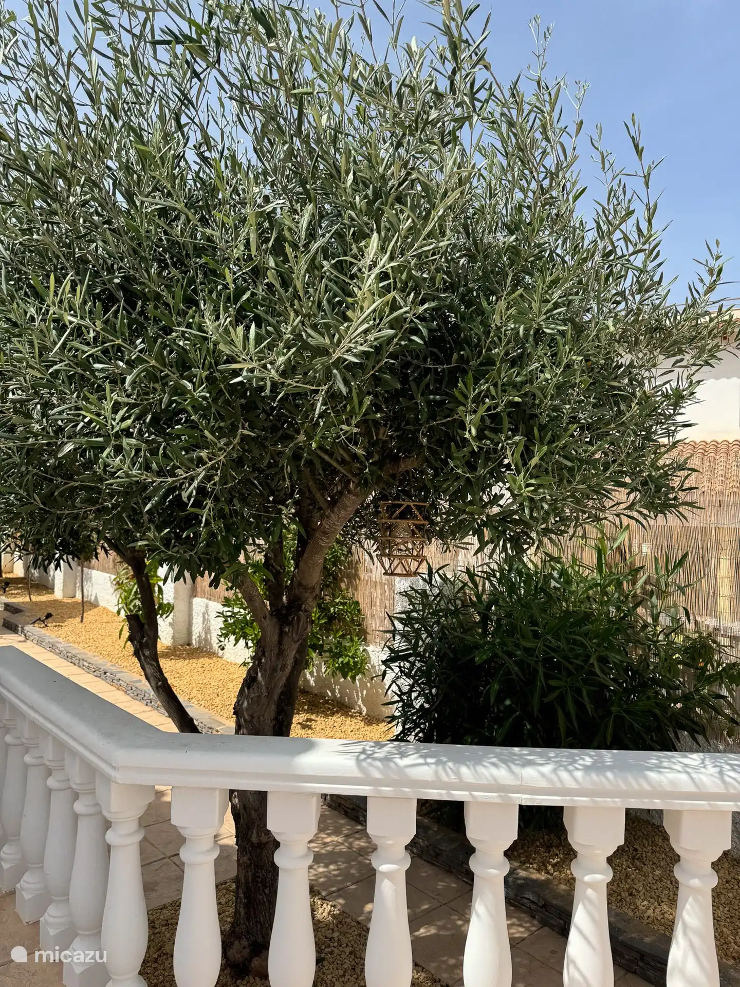 Garten mit Olivenbaum