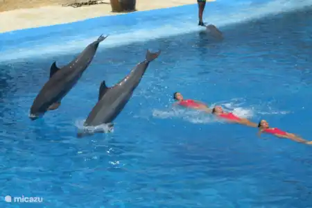 5 parcs à thème à Benidorm : Mundomar, Terra Natura, Aqualandia, Aqua Natura et Terra Mítica