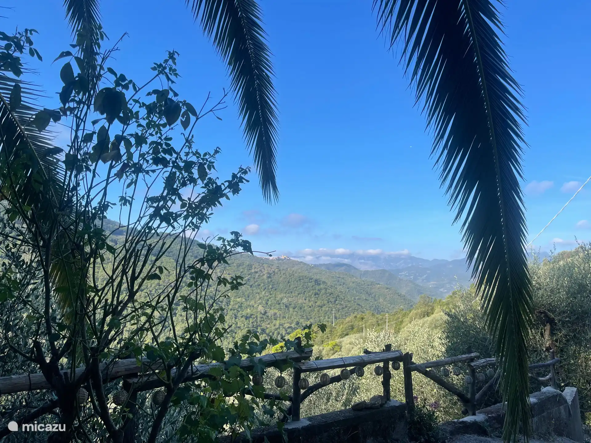 Blick unter der Palme