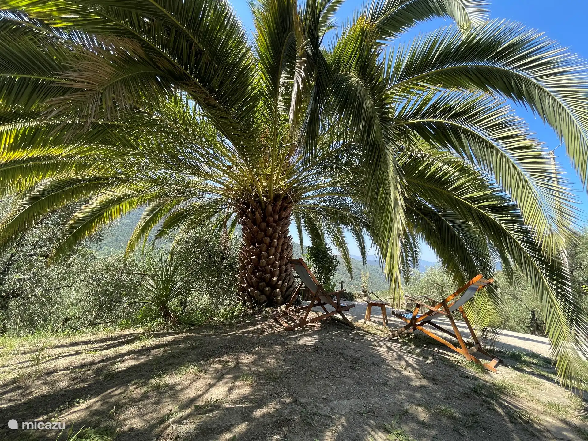 Blick auf das Tal unter der Palme