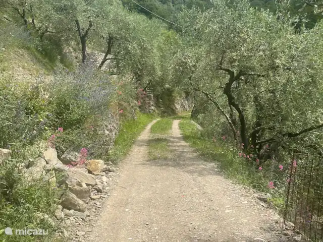Casa della palma | Italie, Ligurie, Apricale - maison de vacances Conduire