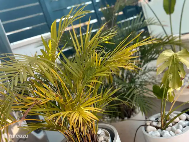 Location de Vacances Espagne, Costa Blanca, La Zenia, appartement - Appartement ensoleillé et confortable Marco Polo