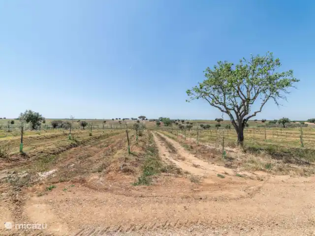Casa Felizardo huren in Portugal, Beja, Beja - villa Uitzicht