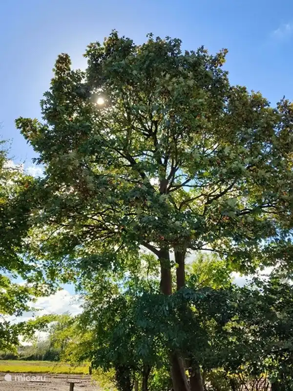 Schöner Ahorn im Hinterhof