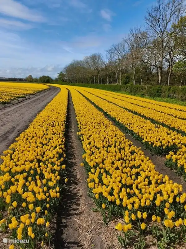Schöne Blumenzwiebelfelder in der Umgebung und rund um den Park