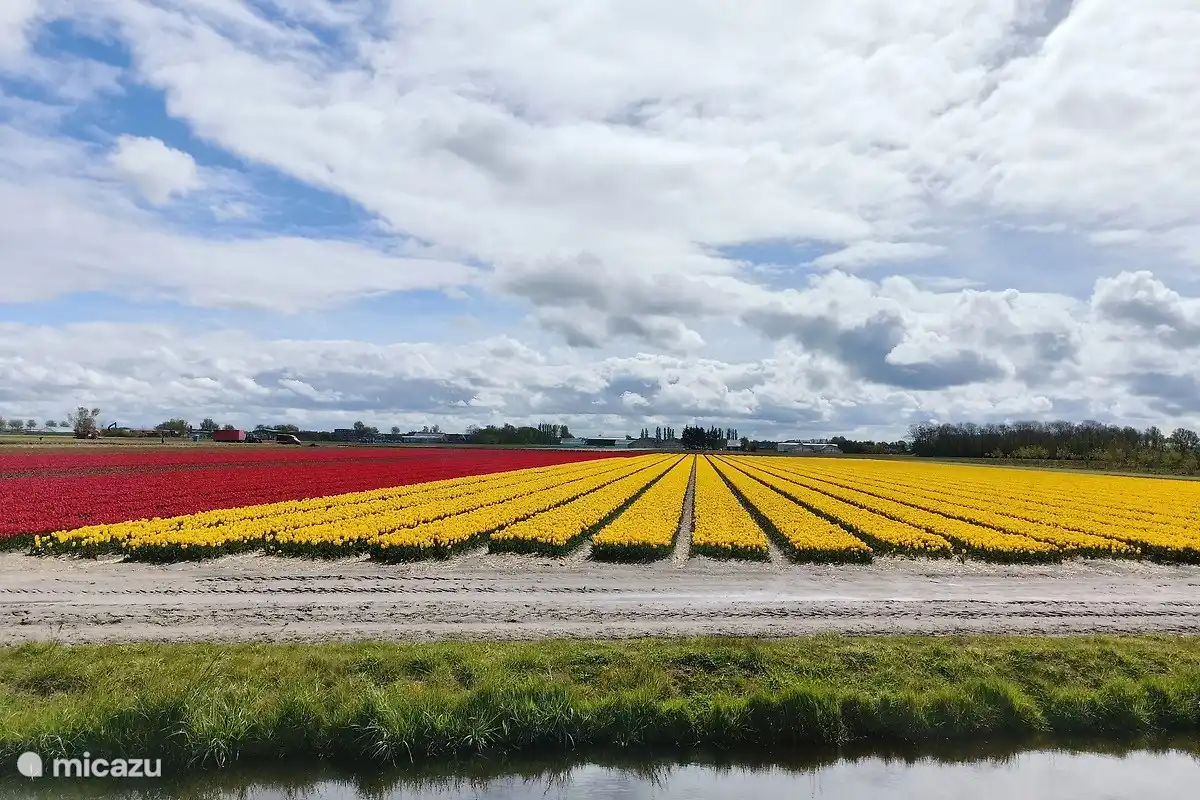 Schöne Blumenzwiebelfelder