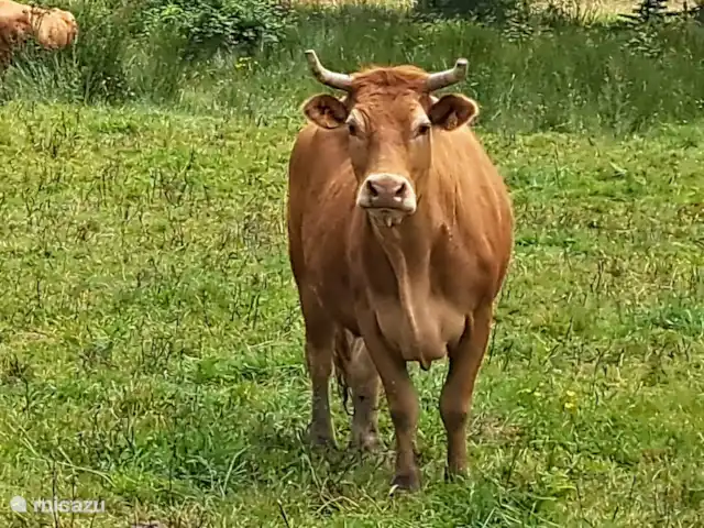 Location de Vacances France, Charente, Écuras, maison de vacances - Le Chat 217 Le Camelot Hou