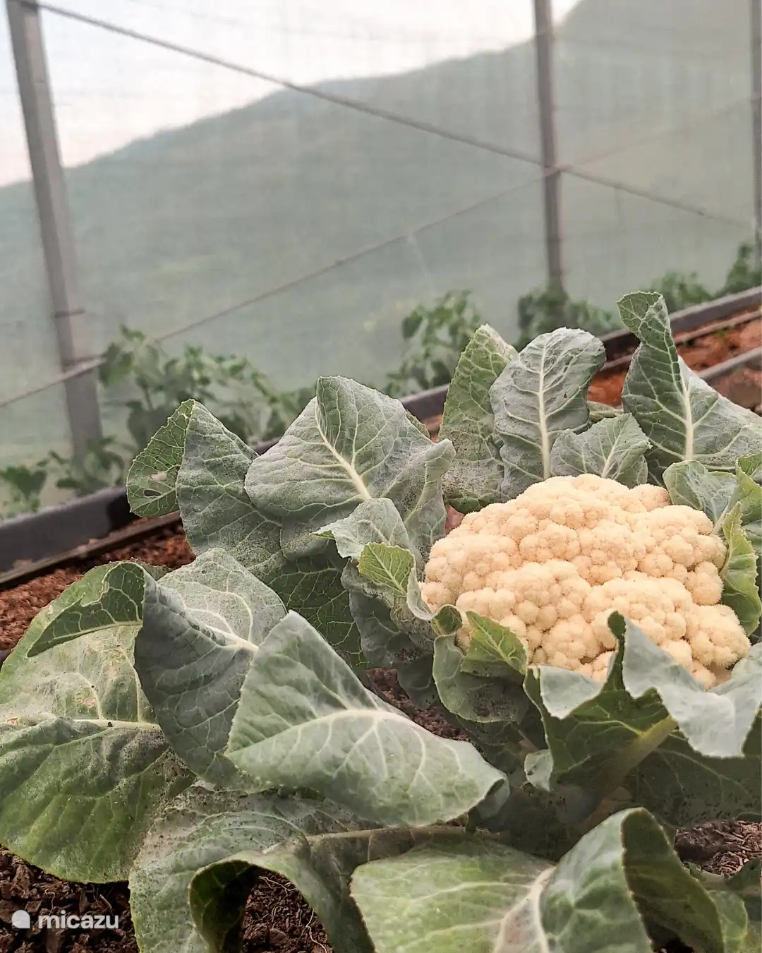 unser Gewächshaus voller Gemüse, Salat und Kräuter