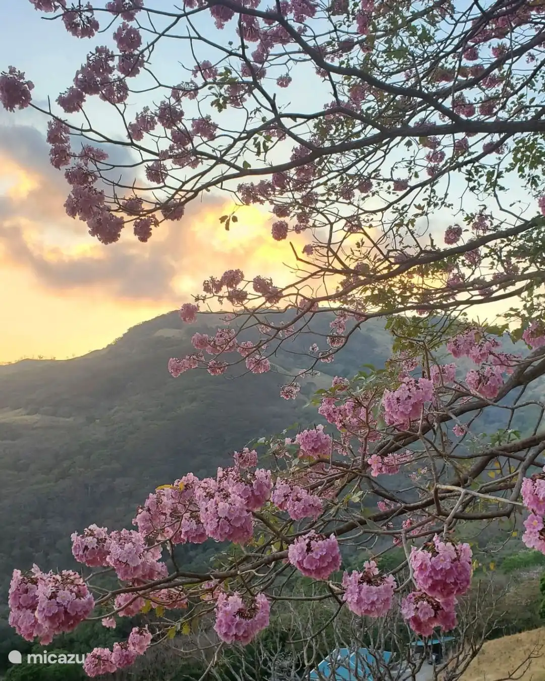 Auf halbem Weg zu unserer Finca, wenn die Blumen blühen
